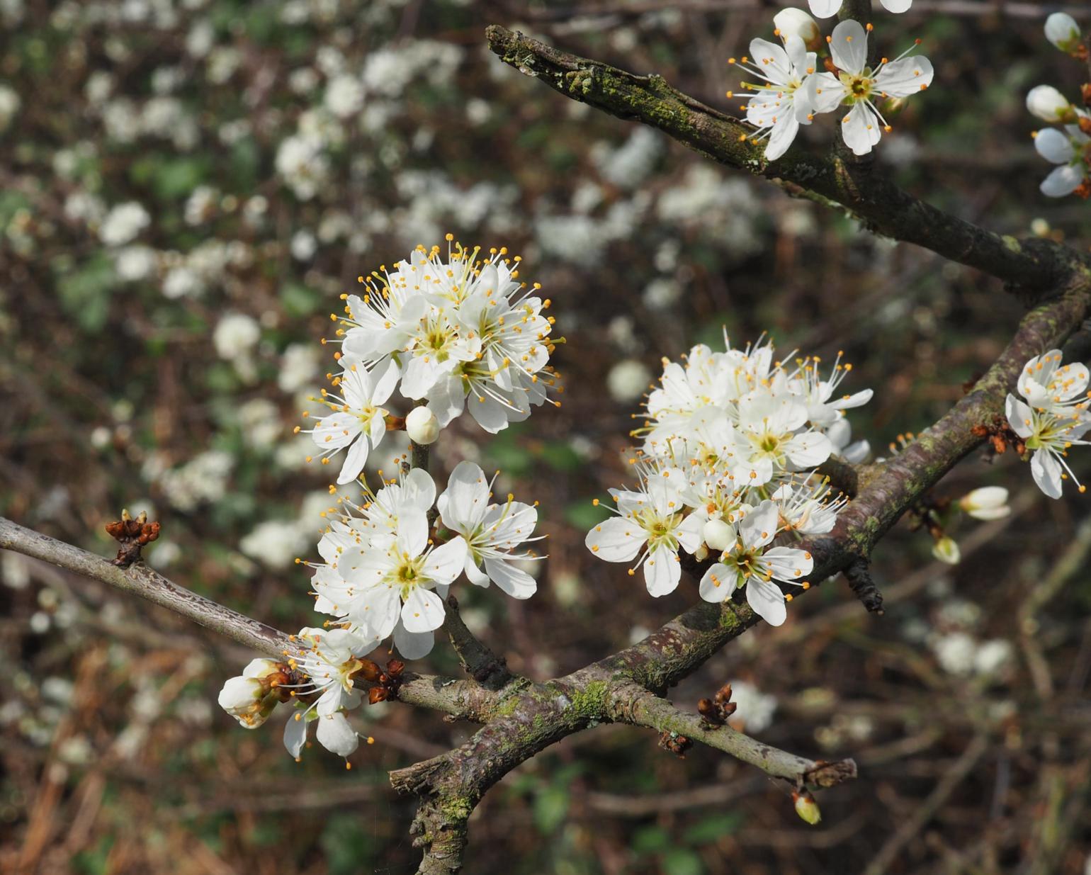 Blackthorn